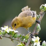 Oriole6.jpg