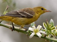 Oriole17.jpg
