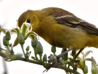 Oriole22.jpg