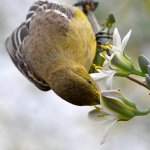 Oriole33.jpg