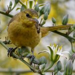Oriole38.jpg