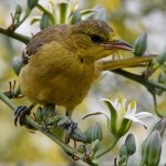 Oriole41.jpg