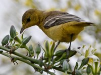 Oriole42.jpg