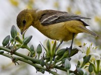 Oriole43.jpg