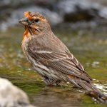 Finch9.jpg