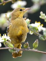 Oriole5.jpg