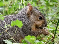Squirrel.jpg