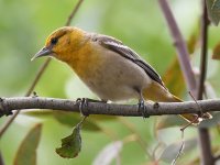 Oriole2.jpg