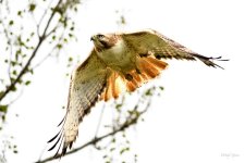 RedTail-246.jpg