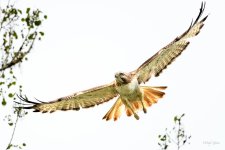 RedTail-247.jpg