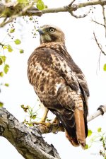 RedTail-249.jpg
