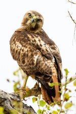 RedTail-250.jpg