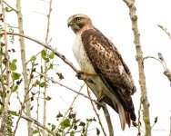 RedTail-251.jpg