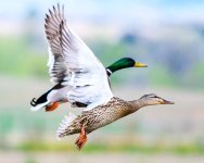 MallardsTakeOff-200.jpg