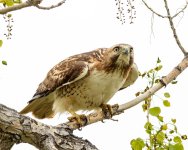 RedTail-248.jpg