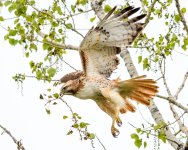 RedTail-245.jpg