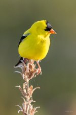 Goldfinch-210.jpg