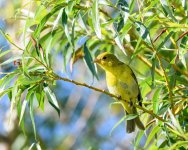 Goldfinch-241.jpg
