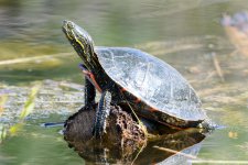 Turtle-200.jpg
