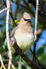 Waxwing-201.jpg