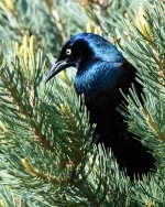 Grackle-210.jpg