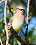 Waxwing-202.jpg