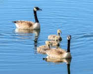 GooseFamily-200.jpg
