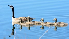 GooseFamily-201.jpg