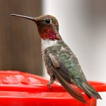 Hummer2.jpg