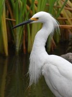 Egret2.jpg