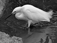 EgretBW.jpg