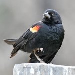 Blackbird2.jpg