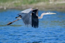 BlueHeron-248.jpg