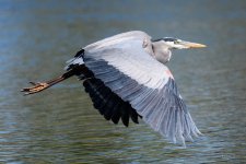 BlueHeron-245.jpg