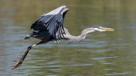 BlueHeron-246.jpg