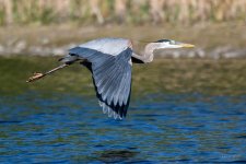BlueHeron-247.jpg