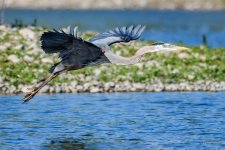 BlueHeron-249.jpg
