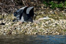 BlueHeron-250.jpg