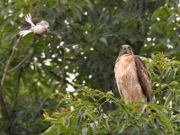 Hawk2.jpg