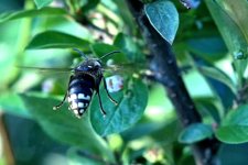 sm B&W Bee BIF DSC_1940 -1.jpg