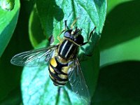 Yellow Bee DSC_1795 -1.jpg