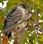 BlackHeron2.jpg