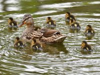 Ducks.jpg