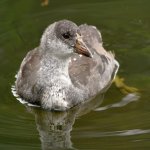 Moorhen3.jpg