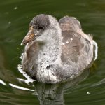 Moorhen5.jpg