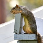 Squirrel9.jpg