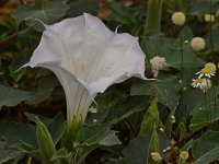 Datura.jpg