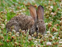Rabbit4.jpg