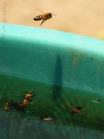 6-9-17-cr__D7K7189.jpg