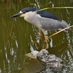 BlackHeron3.jpg